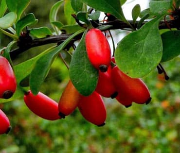 Berberine: Uses & Benefits