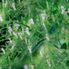 Andrographis paniculata Extract (KALMEGH) - Image 3