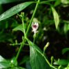 ANDROGRAPHIS PANICULATA (KALMEGH) - Image 4