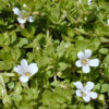 BACOPA MONNIERI (BRAHMI) - Image 4