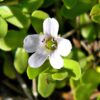 BACOPA MONNIERI (BRAHMI) - Image 2