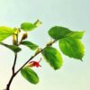 Gymnema Sylvestre Extract - Image 2