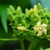 Gymnema Sylvestre Extract - Image 3