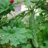 Momordica Charantia (Karela) - Image 2