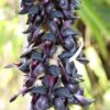 MUCUNA PRURIENS EXTRACT (KAUNCH) - Image 3