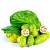 MORINDA CITRIFOLIA (NONI) - Image 3