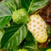 MORINDA CITRIFOLIA (NONI) - Image 5