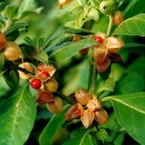 Withania Somnifera Ashwagandha Extract