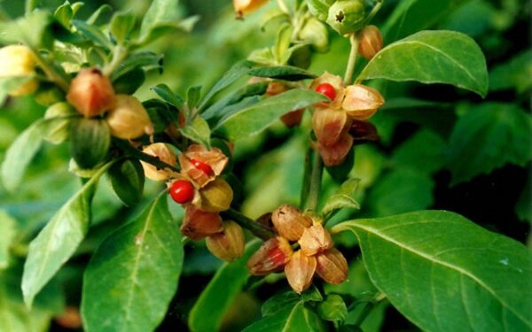 Withania Somnifera Ashwagandha Extract