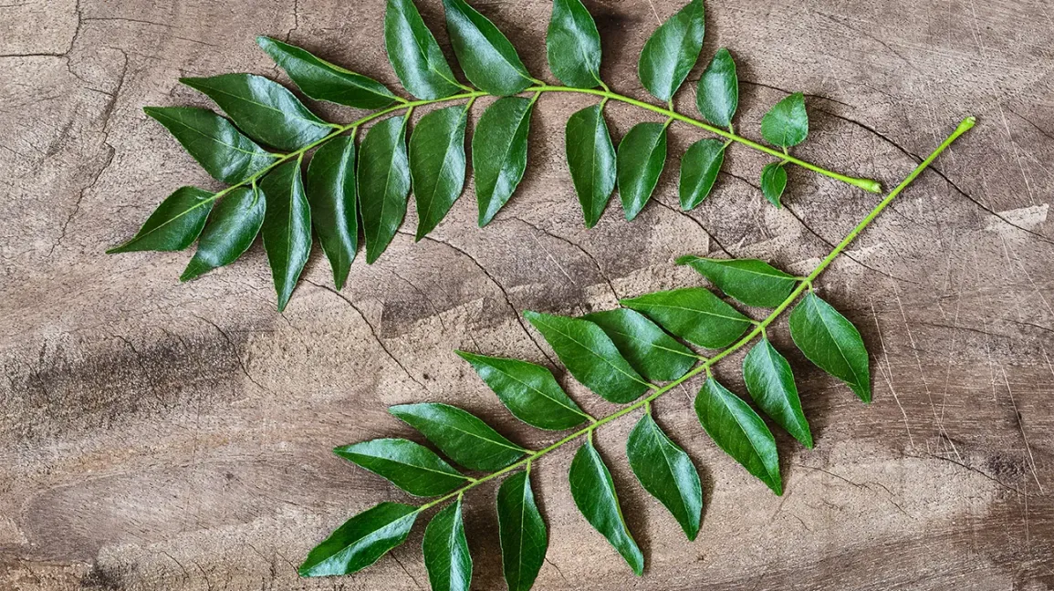 Curry Leaf Extract 3% Manufacturer in Europe
