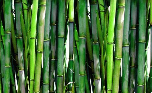 Bamboo Extract 75% Silica Exporter